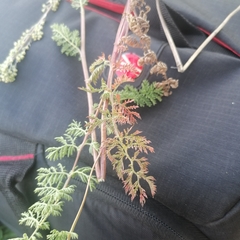 Artemisia tanacetifolia