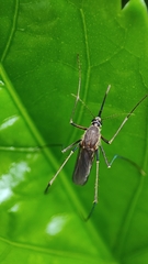 Armigeres subalbatus