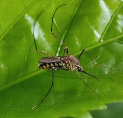 Armigeres subalbatus