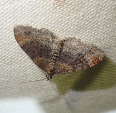 Xanthorhoe spadicearia