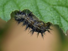 Aglais urticae