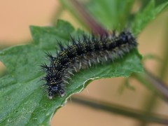 Aglais urticae