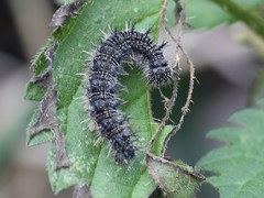 Aglais urticae