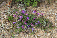 Oxytropis coerulea coerulea