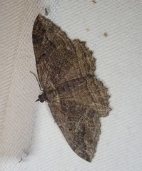 Philereme transversata