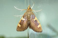 Rehimena phrynealis