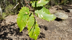 Quercus canariensis