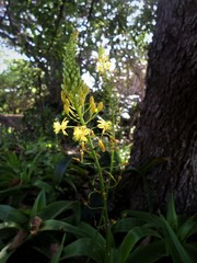 Bulbine latifolia latifolia