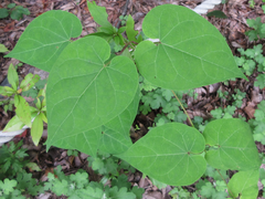 Cynanchum wilfordii