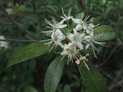 Rhododendron weyrichii
