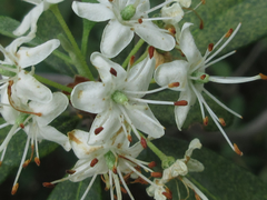 Rhododendron weyrichii