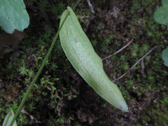 Hemipilia gracilis