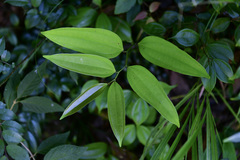 Smilax lanceifolia opaca