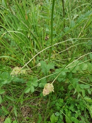 Sanguisorba minor
