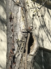 Poecile rufescens
