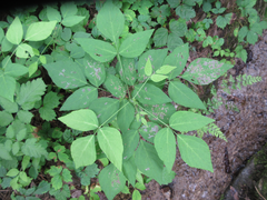 Hylodesmum podocarpum oxyphyllum