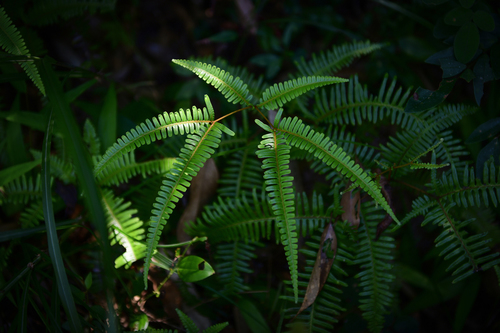 Image of Dicranopteris pedata by (c) Yi CHEN, some rights reserved (CC BY)