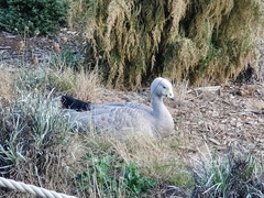 Cereopsis novaehollandiae