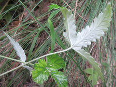 Potentilla discolor
