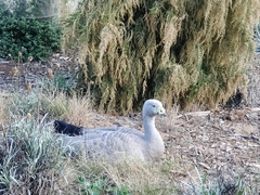 Cereopsis novaehollandiae