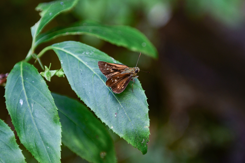 Ochlodes crataeis