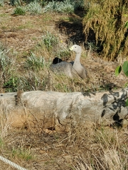 Cereopsis novaehollandiae