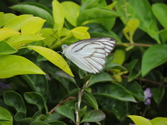 Appias libythea