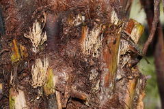 Phaeoclavulina ochracea