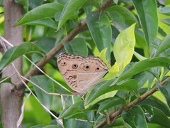 Junonia almana