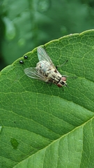 Stomoxys calcitrans