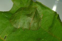 Rehimena phrynealis