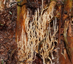Phaeoclavulina ochracea