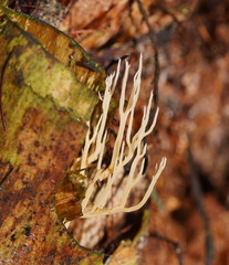 Phaeoclavulina ochracea