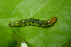 Rehimena phrynealis