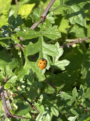Coccinella septempunctata