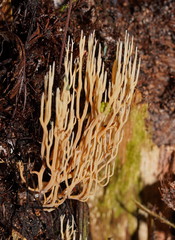 Phaeoclavulina ochracea