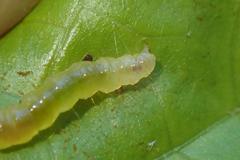Rehimena phrynealis