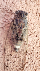 Cicada cretensis