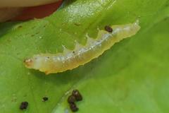 Rehimena phrynealis