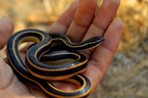 Coniophanes piceivittis