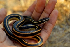 Cope's Black-Striped Snake photo 2