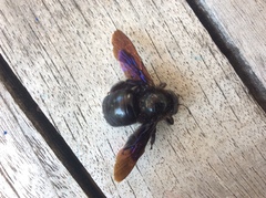 Xylocopa violacea