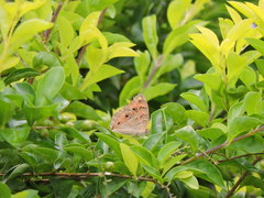 Junonia almana