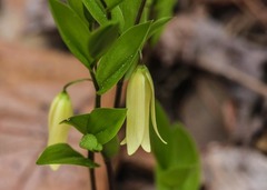 Uvularia