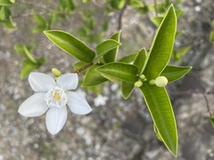 Wrightia antidysenterica