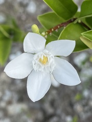 Wrightia antidysenterica