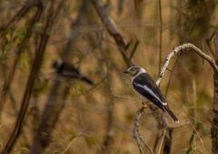 Prionops plumatus poliocephalus