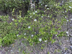 Wrightia antidysenterica