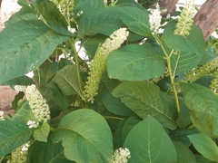 Phytolacca acinosa