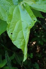 Rehimena phrynealis